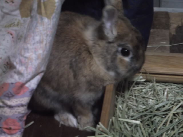 うさぎ 雑種 ミニウサギ うさぎをアパートベランダで飼う