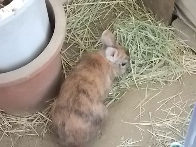 うさぎ 無い物ねだり クーラーなしの生活 うさぎをアパートベランダで飼う