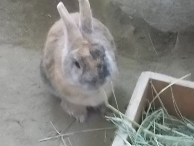 うさぎ 金曜日 うさぎをアパートベランダで飼う