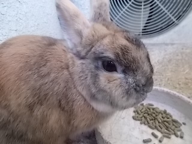 うさぎ やっと見つけた 感動して鳥肌が立つ うさぎをアパートベランダで飼う