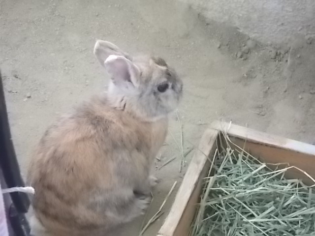 うさぎ 7月 うさぎをアパートベランダで飼う