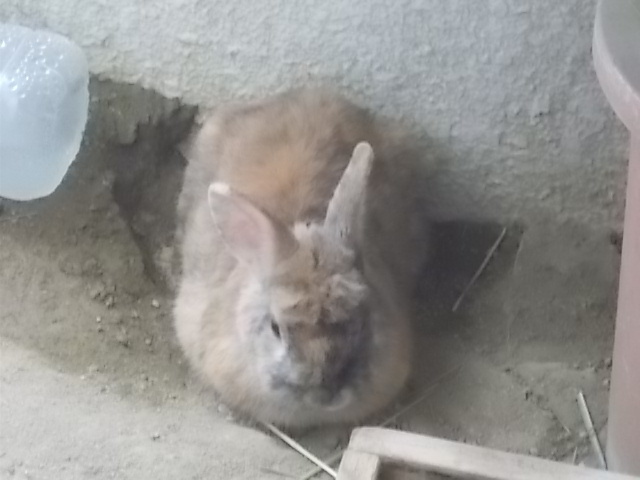 うさぎ 日曜の午後 うさぎをアパートベランダで飼う