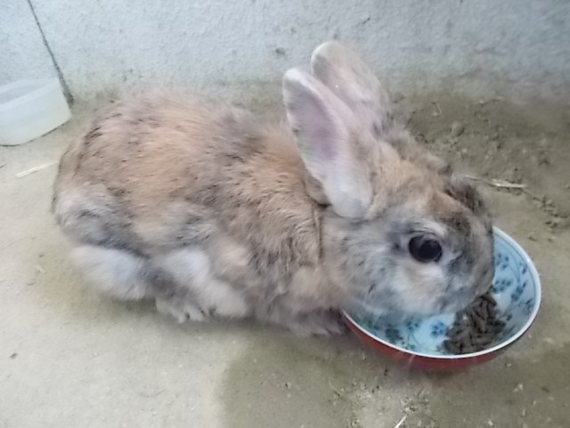 うさぎ エコクーラー うさぎをアパートベランダで飼う