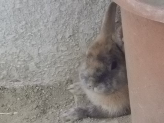 うさぎ ベランダ30 超え うさぎをアパートベランダで飼う