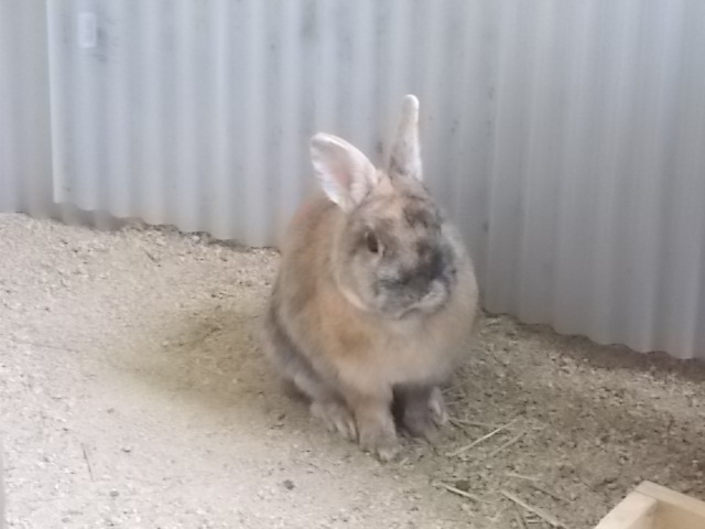 うさぎ 鼻ぴくぴく うさぎをアパートベランダで飼う