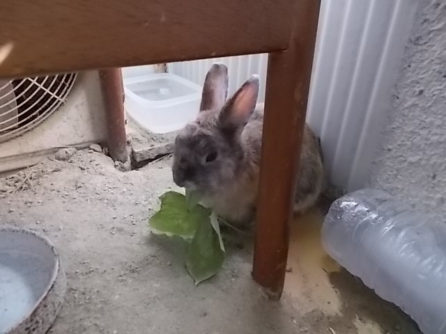 葛 クズ うさぎをアパートベランダで飼う