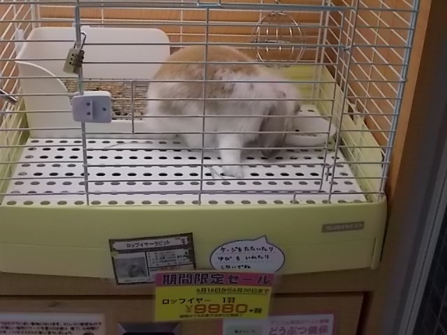 うさぎ コーナン香久山店 ペット売り場 うさぎをアパートベランダで飼う