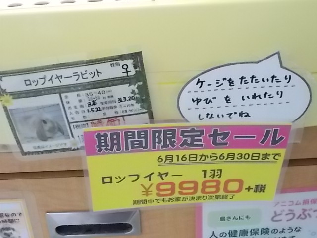 うさぎ コーナン香久山店 ペット売り場 うさぎをアパートベランダで飼う