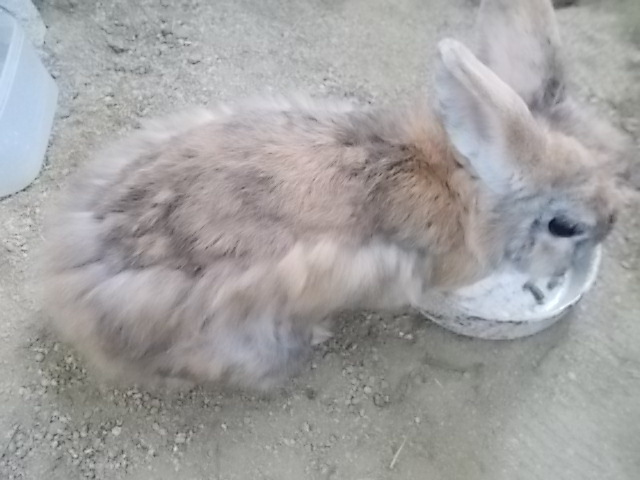 うさぎ 換毛の順序は背中から うさぎをアパートベランダで飼う