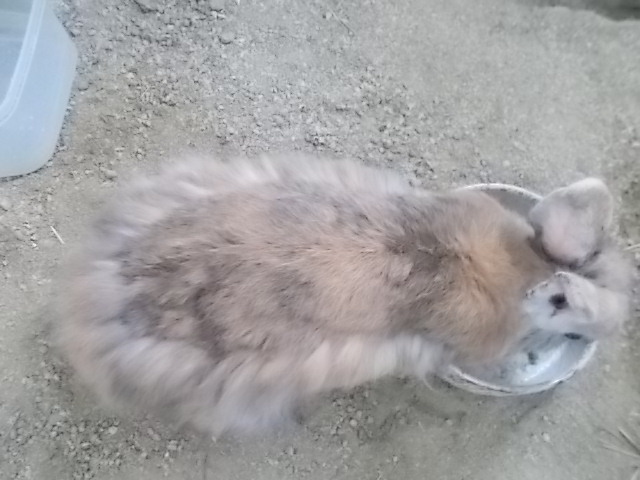 うさぎ 換毛の順序は背中から うさぎをアパートベランダで飼う