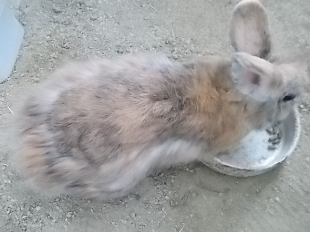 うさぎ 換毛の順序は背中から うさぎをアパートベランダで飼う