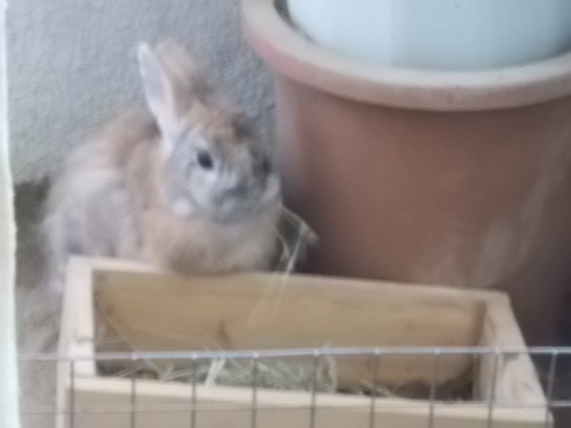 うさぎ 偉そうな食事風景 うさぎをアパートベランダで飼う