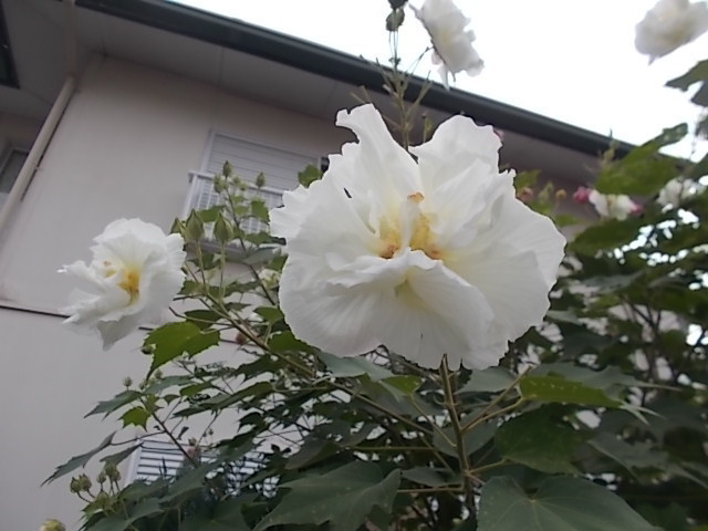 うさぎ 酔芙蓉 一日花 うさぎをアパートベランダで飼う