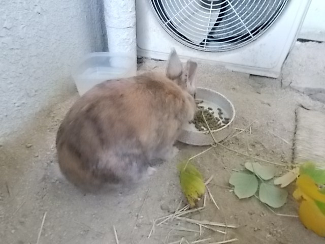 うさぎ 背中がむずむずする うさぎをアパートベランダで飼う