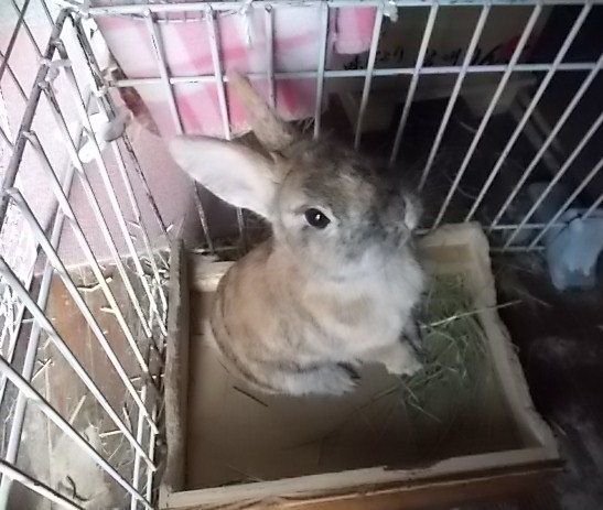 うさぎ 歯が伸びる ガリガリごりごり うさぎをアパートベランダで飼う