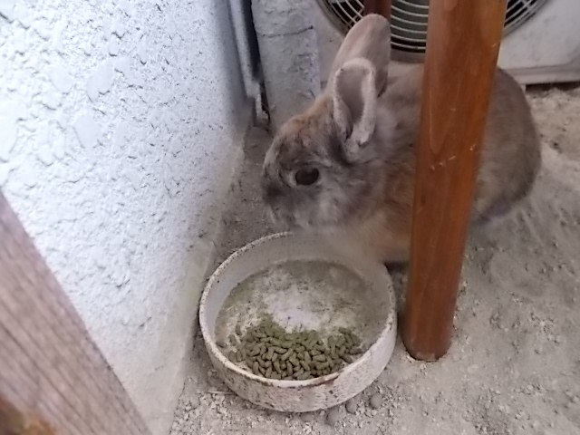 うさぎ ペレット5歳以上 うさぎをアパートベランダで飼う