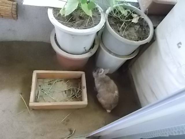 うさぎ キングスイカ岩 うさぎをアパートベランダで飼う