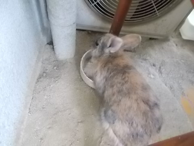 うさぎ 秋の気配 うさぎをアパートベランダで飼う