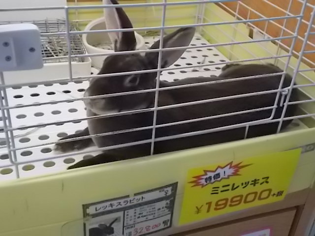 うさぎ コーナン香久山店 うさぎをアパートベランダで飼う