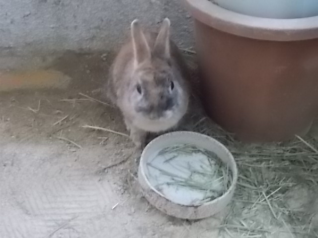 うさぎ ピース 気持ちいい うさぎをアパートベランダで飼う