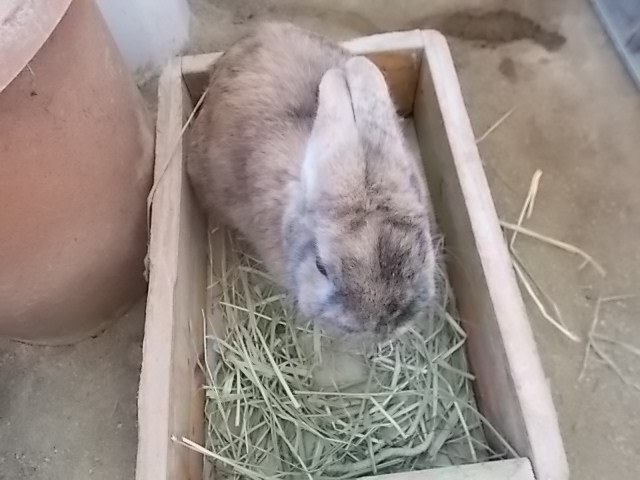 うさぎ 留守番2日目 うさぎをアパートベランダで飼う