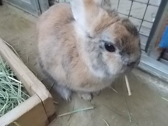 うさぎ スルフォラファン うさぎをアパートベランダで飼う