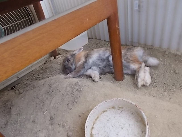 うさぎ うさぎ初心者が必ず驚く うさぎをアパートベランダで飼う