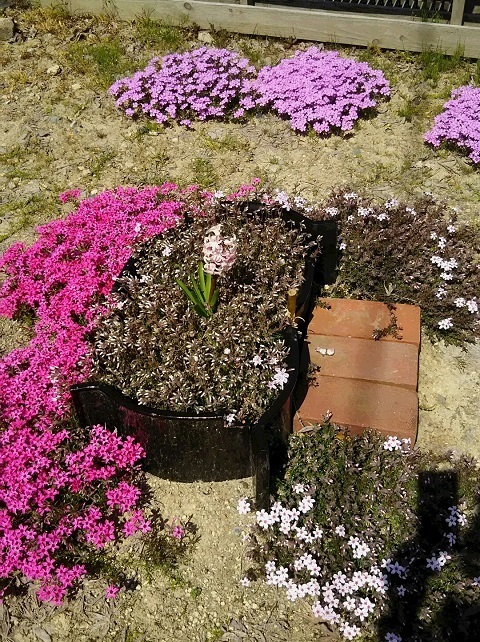 うさぎ 芝桜の下に眠るアゲハちゃん うさぎをアパートベランダで飼う