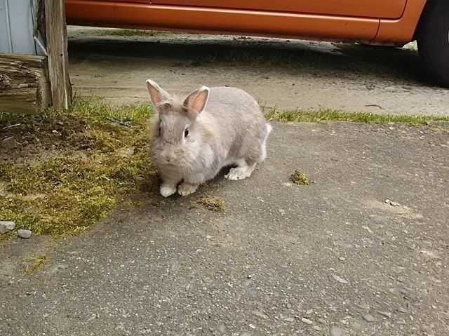 うさぎ 芝桜の下に眠るアゲハちゃん うさぎをアパートベランダで飼う